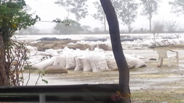  जरुआ खेड़ा में भीगा गेहूं