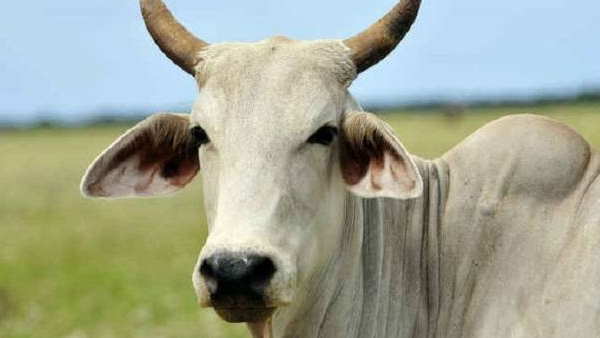 पुलिस ने दर्ज किया मामला