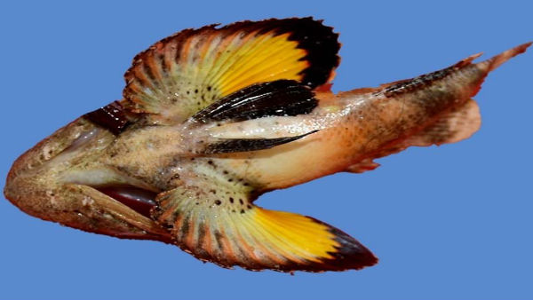 भारत में मिली रंग बदलने वाली मछली भारत में मिली रंग बदलने वाली मछली