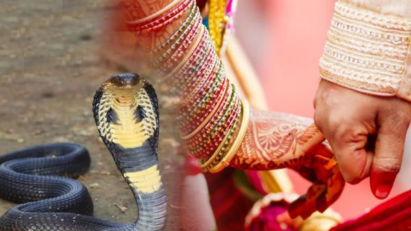  परिवार के सदस्य की मानते हैं सांप को