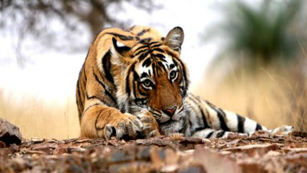 इंसानों-बाघों के बीच टकराव