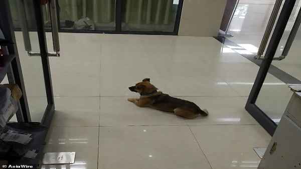 मालिक की मौत के तीन महीने बाद तक अस्‍पताल की लॉबी में इंतजार करता रहा ये वफादार कुत्‍ता 