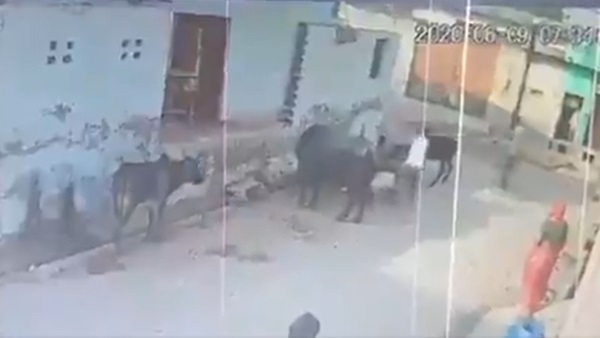 बछड़े को पीट-पीट कर उतारा मौत के घाट