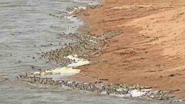 1.2 मीटर होती है नवजात घड़ियालों की लंबाई