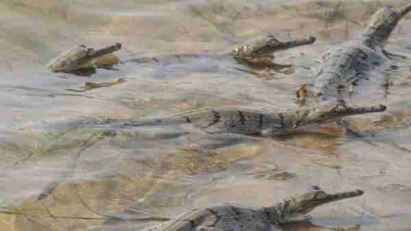 लॉकडाउन में बढ़ा घड़ियाल का परिवार