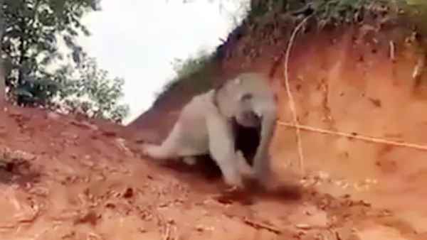 हाथी के बच्चे ने लान में लेटकर ऐसे की मस्‍ती 