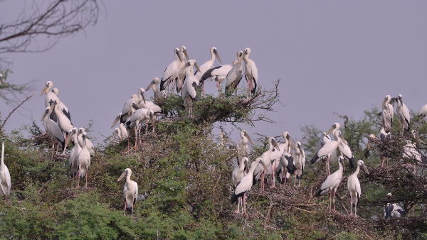 मानसून के दूत आए केवलादेव