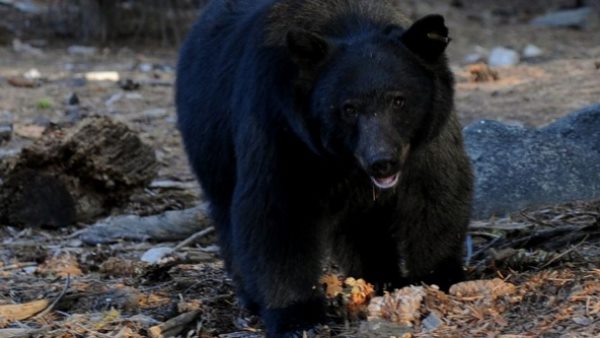 नहीं बचेंगे जर्मन में पेड़ के मेंढ़क