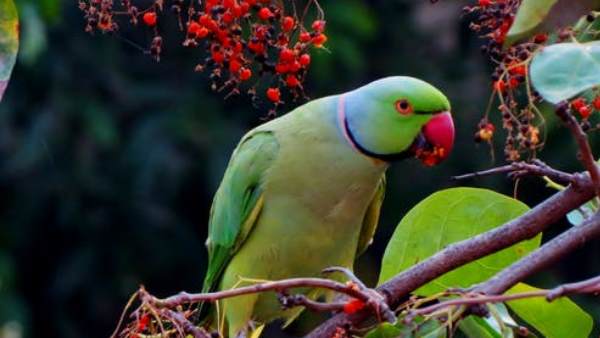 आरोपियों को रिहा नहीं किया गया है