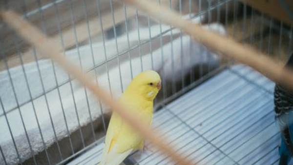 पीड़िता को इंसाफ दिलाने की मांग