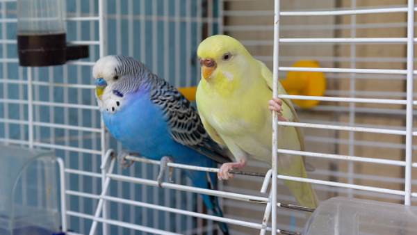 लड़की को काम पर रखा था