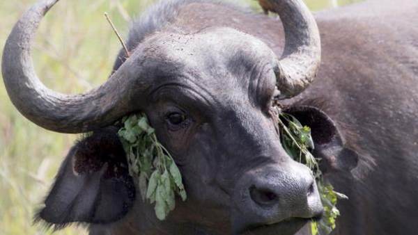 'उस भैंस का बहुत महत्वपूर्ण स्थान है'