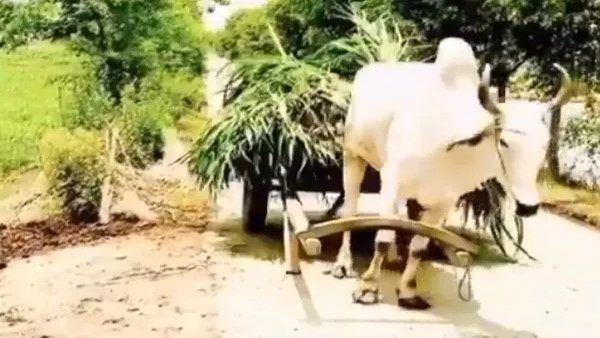 बैल का कारनामा देख लोग रह गए भौंचक्के