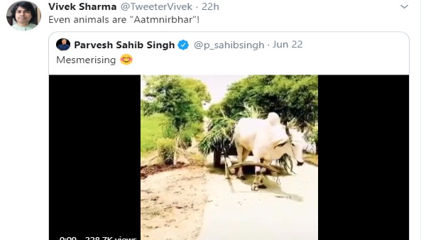 'आत्मनिर्भर' बैल 