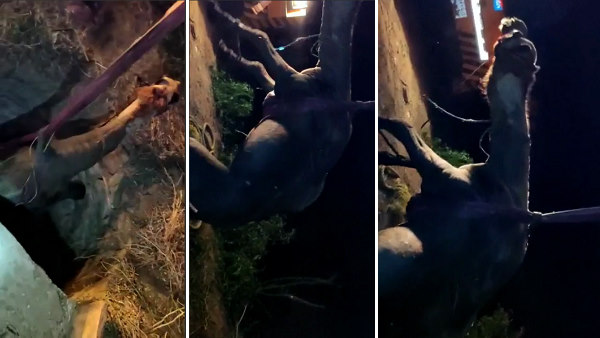 भुज में पत्तियां खाते वक्त कुएं में गिरा ऊंट