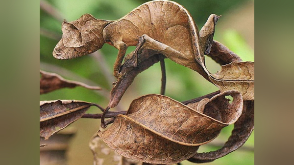 वातावरण में ढलने की लाजवाब काबिलियत वातावरण में ढलने की लाजवाब काबिलियत