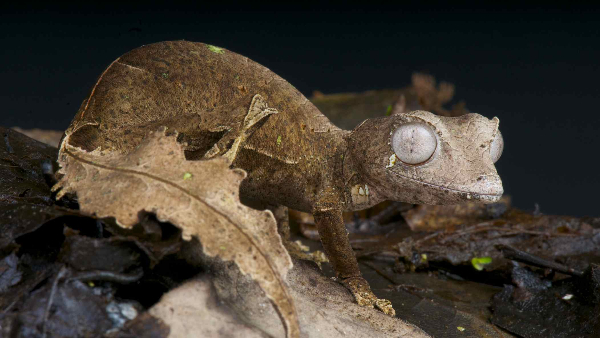 सिर्फ मेडागास्कर में पाई जाती है ये छिपकली सिर्फ मेडागास्कर में पाई जाती है ये छिपकली