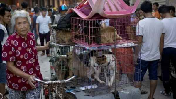 भारी विरोध के बावजूद भी चल रहा है फेस्टिवल