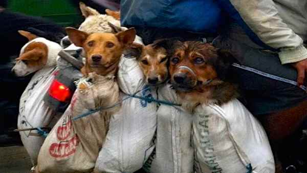 चीन के तमाम दावों की निकली हवा