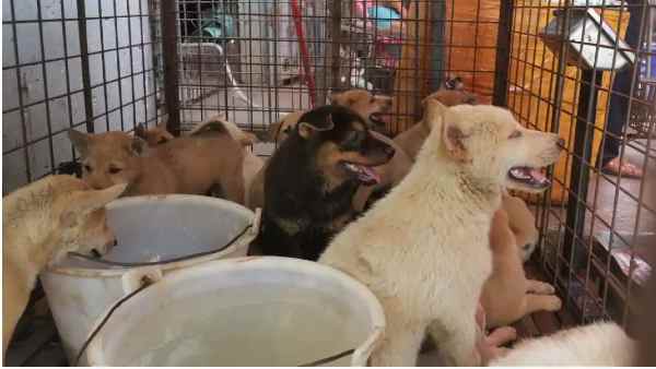 खाने की आदतें नहीं सुधार पा रहे चाइनीज