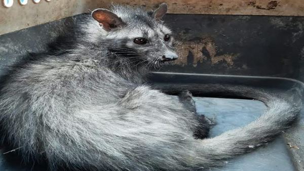 काफी कमजोर हो गई बिल्ली