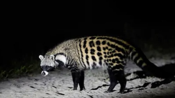 'कबर बिज्जू' भी कहा जाता है