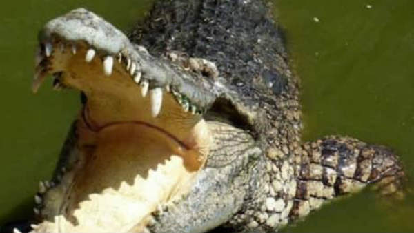 वीडियो पोस्‍ट होते ही कमेंट की आ गई बाढ़ 