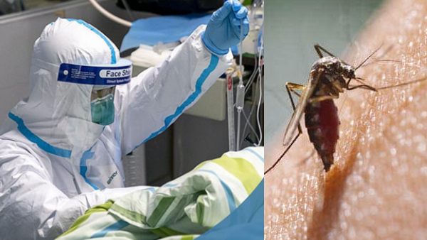 कैसे फैलता है डेंगू कैसे फैलता है डेंगू