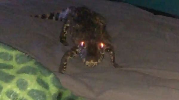 ये मुझे गुडनाइट किस करने आया