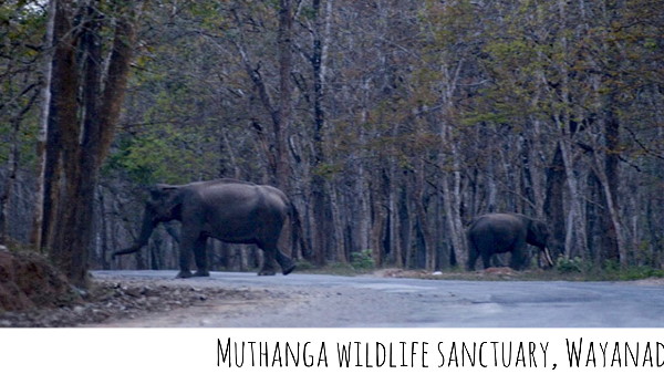 Rahul Gandhi posted saint Kabirs Doha on Environment Day, shared elephants photo