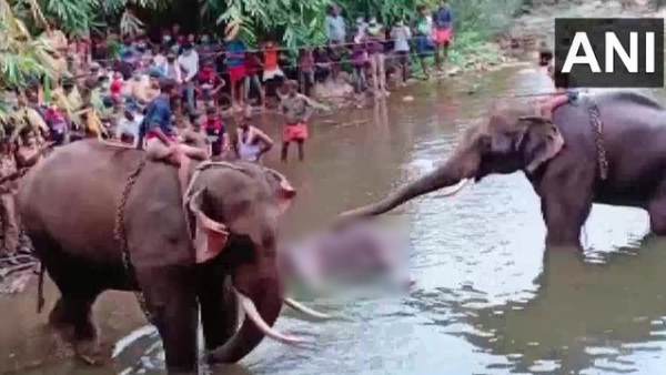 kerala elephant, kerala, pregnant elephant explosive, pregnant elephant fed with pineapple, elephant, pregnant elephant in kerala, Palakkad, accused arrested, केरला हथिनी, केरल, गर्भवती हथिनी, पल्लकड, आरोपी गिरफ्तार kerala elephant, kerala, pregnant elephant explosive, pregnant elephant fed with pineapple, elephant, pregnant elephant in kerala, Palakkad, accused arrested, केरला हथिनी, केरल, गर्भवती हथिनी, पल्लकड, आरोपी गिरफ्तार