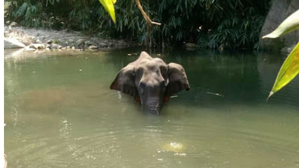 अनुपपुर जिले से जोहिला नदी पार कर आया झुण्ड 