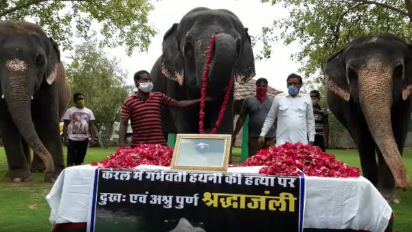 केरल में हथिनी की हत्या