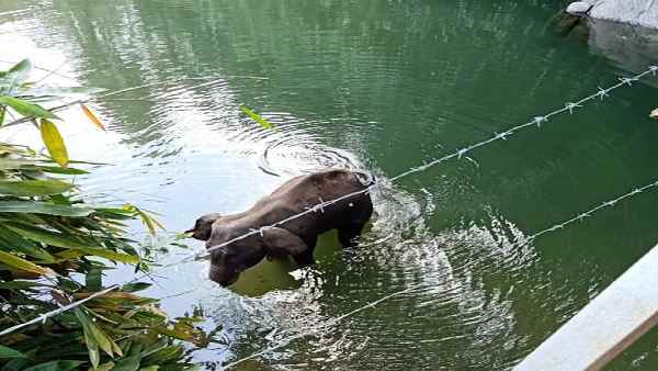 हथिनी को मौत का एहसास हो चुका था- चश्मदीद