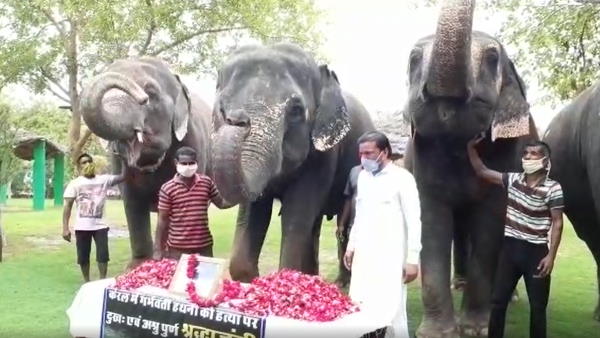 लॉकडाउन में हाथी पालकों पर संकट