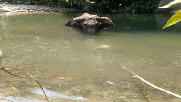 दूसरी हथिनी की मौत के बाद जागी सरकार