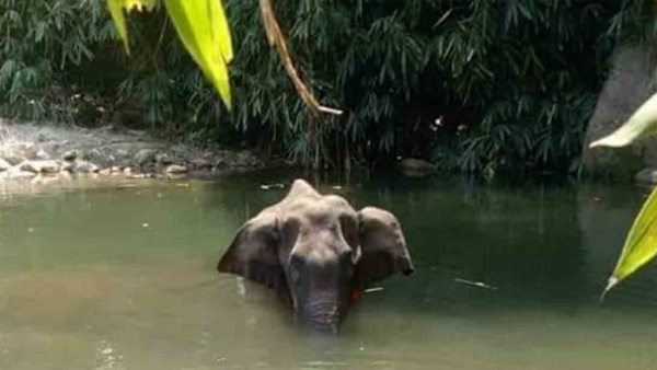 केरल में हथिनी की हत्या के मामले में एक गिरफ्तार