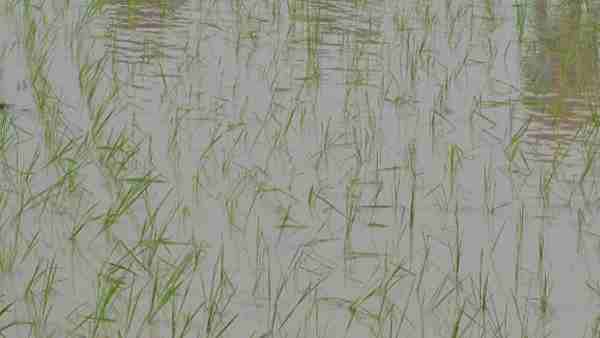 खेतों के लिए यह बारिश हो रही है सोना साबित