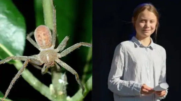 New spider species named after Climate Change Activist Greta Thunberg New spider species named after Climate Change Activist Greta Thunberg