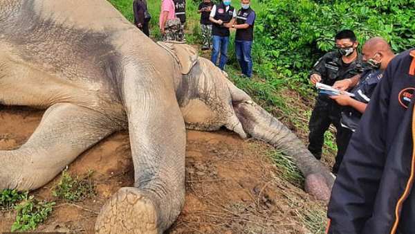 मृत मिला हाथी