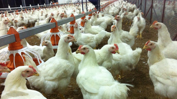 इन जिलों में जांच का दावा