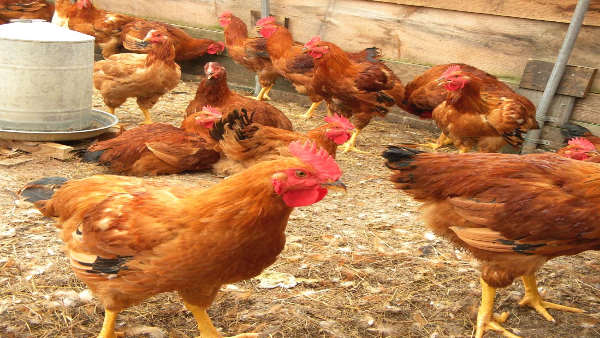  चेतावनी पत्र भी जारी नहीं किया