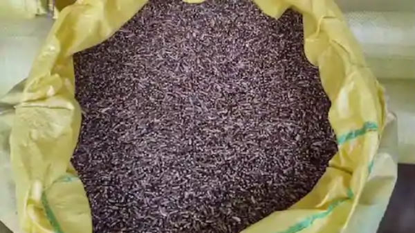  यू-ट्यूब से सीखी काले गेहूं की खेती