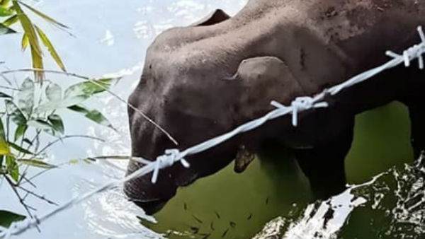 बेहद दर्द में थी हथिनी