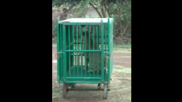 leopard enters in rajkot city, kills pets, the team of Wildlife Department caught by the cage
