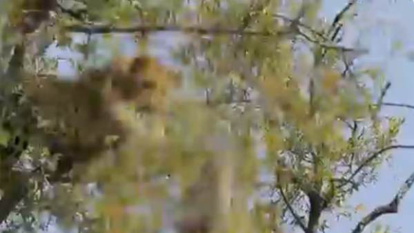 पेड़ से लटका रहता है बंदर