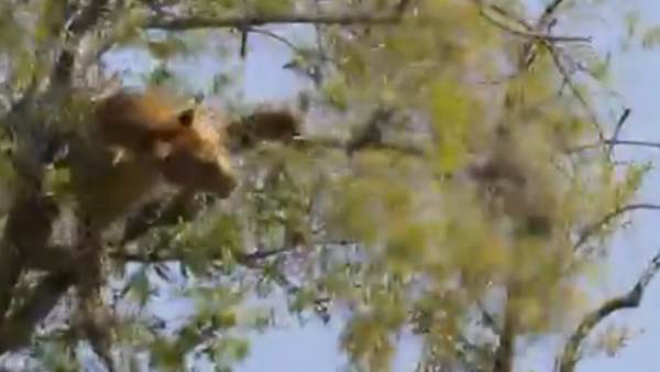 हजारों लोगों ने देखा वीडियो