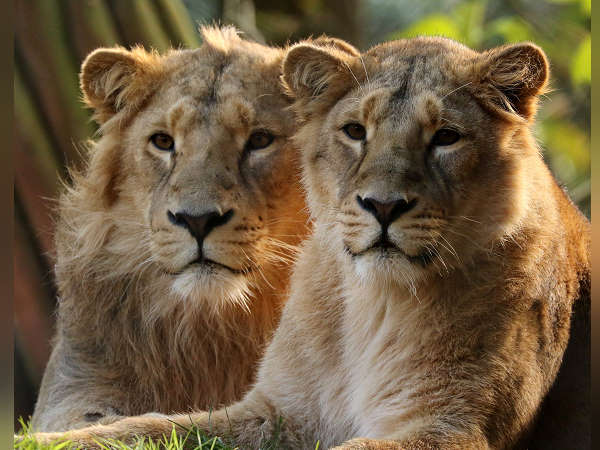 गीर जंगल क्षेत्र में शेरों से ज्यादा शेरनियां