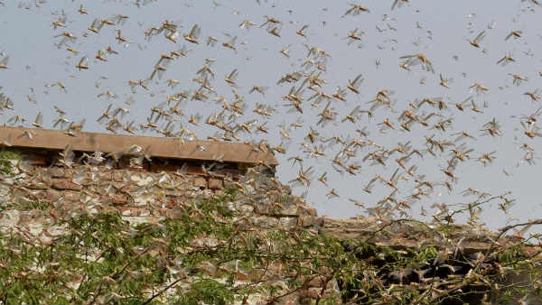रात में टिड्डी पकड़ रहे हैं किसान 