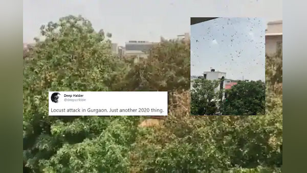 राजस्थान के रास्ते हरियाणा पहुंची टिड्डियां